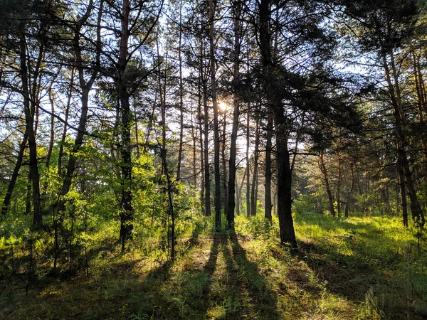 Wilde Natur Dichter Wald Frühlingshafte Natur — Stockfoto