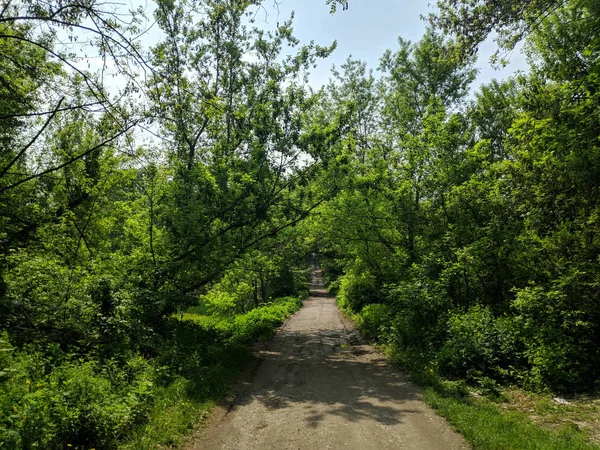 Yeşil Yaprak Döken Orman Güzel Bir Yol Ormanda Yol — Stok fotoğraf