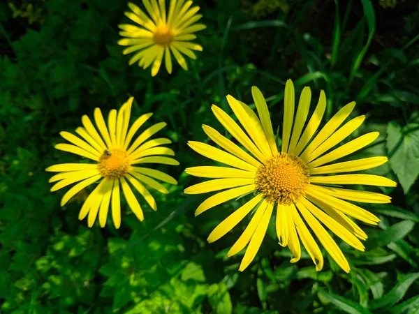 Grandes Margaritas Amarillas Hermosa Flor Amarilla Hierba Verde — Foto de Stock