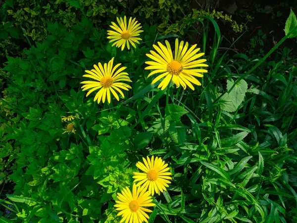 Big Yellow Daisies Beautiful Yellow Flower Green Grass — Stock Photo, Image