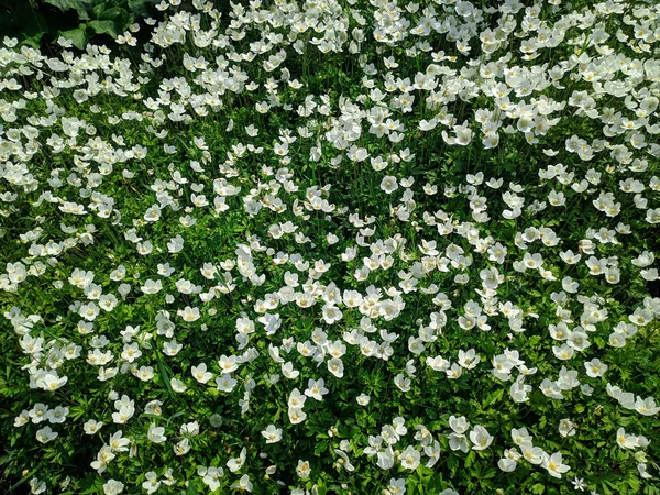 Wiele Małych Kwiatów Białe Kwiaty Zielonej Trawie — Zdjęcie stockowe