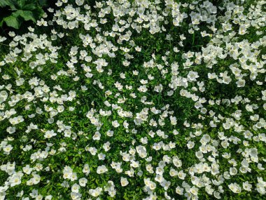 küçük çiçekler çok, yeşil çim beyaz çiçekler,