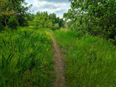yeşil yaprak döken orman. güzel bir yol. ormanda yol