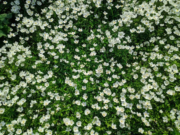 Muitas Flores Pequenas Flores Brancas Grama Verde — Fotografia de Stock