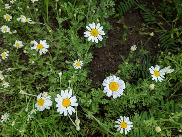 Muitas Flores Pequenas Flores Brancas Grama Verde — Fotografia de Stock