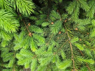 güzel yeşil noel ağacı. Noel ağaçları baharda çiçek açıyor.