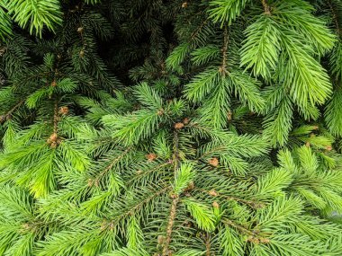 güzel yeşil noel ağacı. Noel ağaçları baharda çiçek açıyor.