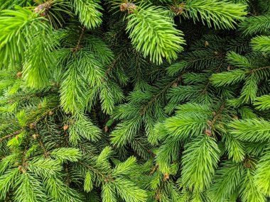 güzel yeşil noel ağacı. Noel ağaçları baharda çiçek açıyor.