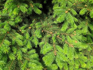 güzel yeşil noel ağacı. Noel ağaçları baharda çiçek açıyor.