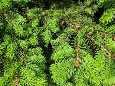güzel yeşil noel ağacı. Noel ağaçları baharda çiçek açıyor.