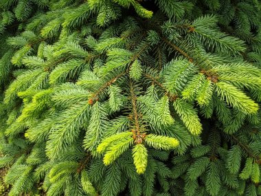 güzel yeşil noel ağacı. Noel ağaçları baharda çiçek açıyor.