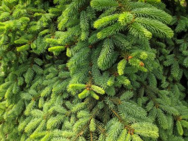 güzel yeşil noel ağacı. Noel ağaçları baharda çiçek açıyor.