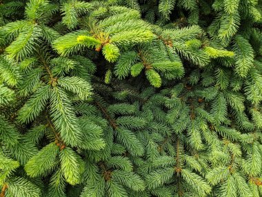 güzel yeşil noel ağacı. Noel ağaçları baharda çiçek açıyor.