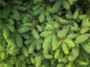 güzel yeşil noel ağacı. Noel ağaçları baharda çiçek açıyor.