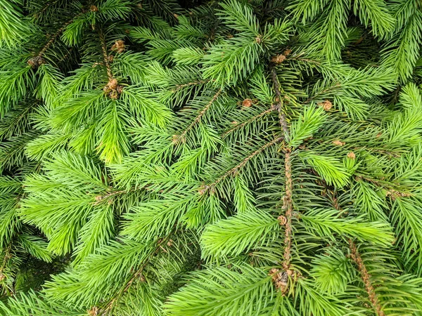 Beautiful Green Christmas Tree Christmas Trees Blooming Spring — Stock Photo, Image