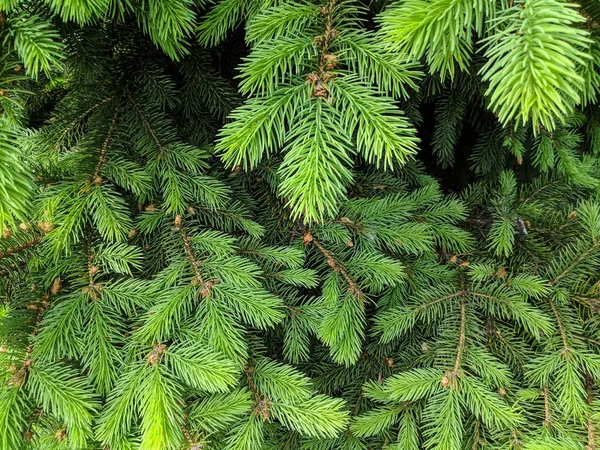 Gyönyörű Zöld Karácsonyfát Karácsonyfák Tavasszal Virágzó — Stock Fotó