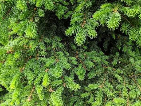 Schöner Grüner Weihnachtsbaum Weihnachtsbäume Blühen Frühling — Stockfoto