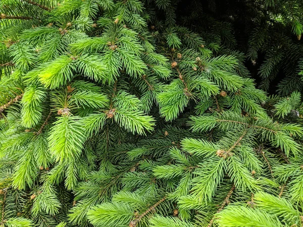 Bellissimo Albero Natale Verde Gli Alberi Natale Sbocciano Primavera — Foto Stock