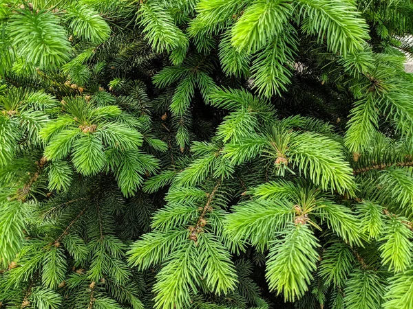 Güzel Yeşil Noel Ağacı Noel Ağaçları Baharda Çiçek Açıyor — Stok fotoğraf