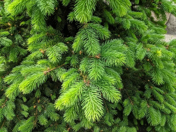 Красивое Зеленое Дерево Весной Цветут Рождественские Елки — стоковое фото