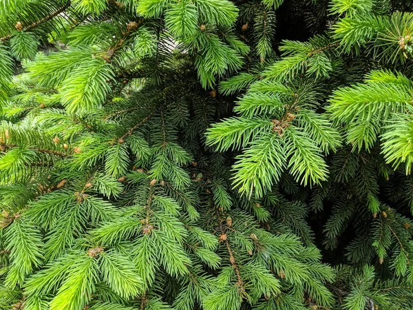 Bellissimo Albero Natale Verde Gli Alberi Natale Sbocciano Primavera — Foto Stock