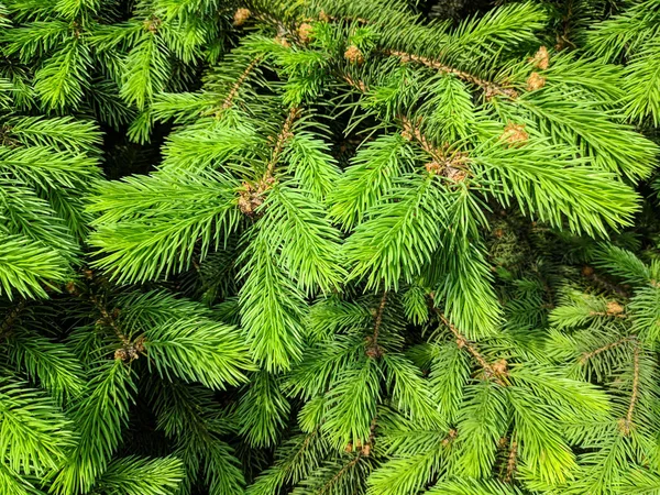 Vackra Gröna Julgran Julgranar Blommar Våren — Stockfoto