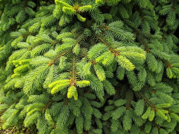 Gyönyörű Zöld Karácsonyfát Karácsonyfák Tavasszal Virágzó — Stock Fotó