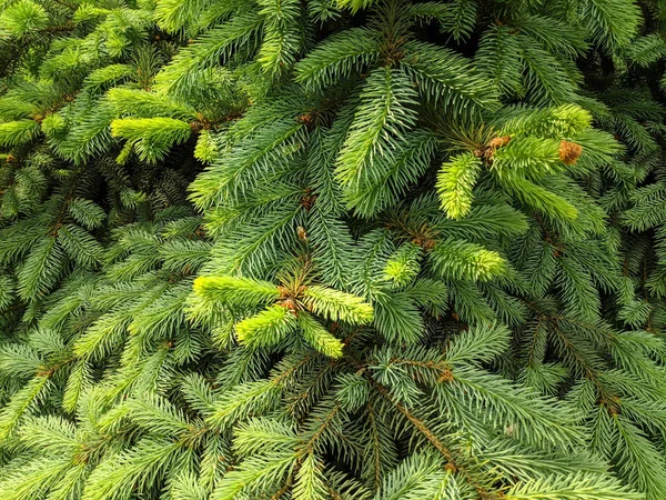 güzel yeşil noel ağacı. Noel ağaçları baharda çiçek açıyor.