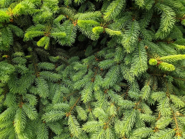 Gyönyörű Zöld Karácsonyfát Karácsonyfák Tavasszal Virágzó — Stock Fotó