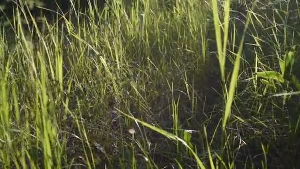 tiges d'herbe verte dans les rayons du coucher du soleil. herbe haute dans la forêt. arrière-plan flou. vidéo nature. forêt dense 
