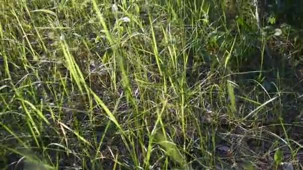 tiges d'herbe verte dans les rayons du coucher du soleil. herbe haute dans la forêt. arrière-plan flou. vidéo nature. forêt dense 