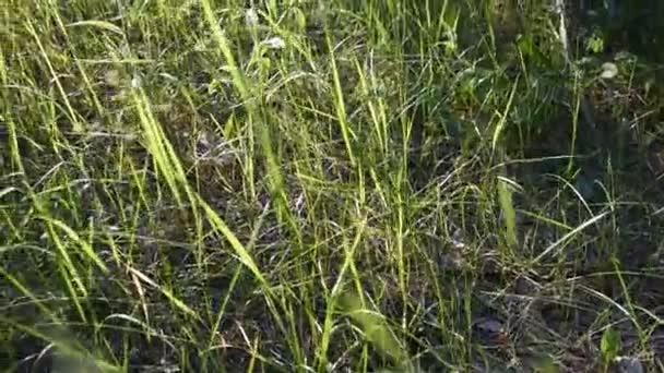 Groene Gras Stengels Stralen Van Zonsondergang Hoog Gras Het Bos — Stockvideo