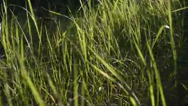 Zielone Łodygi Trawy Promieniach Zachodu Słońca Wysoka Trawa Lesie Niewyraźne — Wideo stockowe