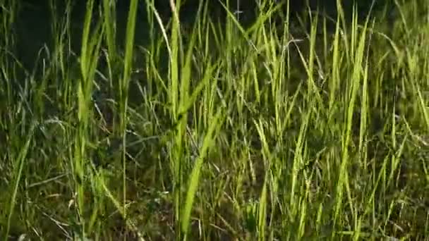 日没の光線に緑の草の茎 森の中の背の高い草 ぼやけた背景 自然のビデオ — ストック動画