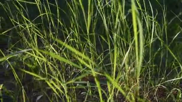 tiges d'herbe verte dans les rayons du coucher du soleil. herbe haute dans la forêt. arrière-plan flou. vidéo nature. forêt dense 