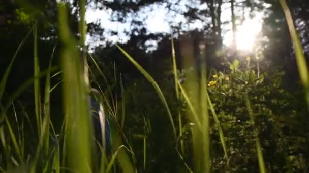 tiges d'herbe verte dans les rayons du coucher du soleil. herbe haute dans la forêt. arrière-plan flou. vidéo nature. forêt dense 