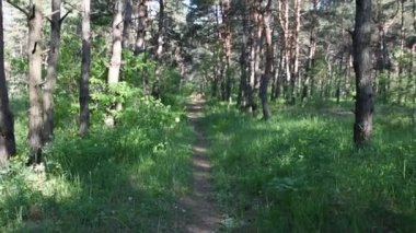 derin ormanda sabah. vahşi doğa. bahar çam ormanı.