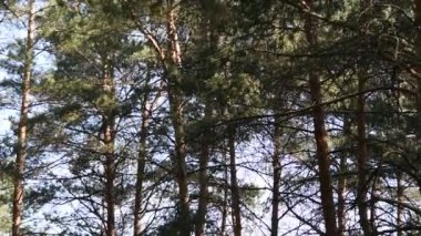 derin ormanda sabah. vahşi doğa. bahar çam ormanı.