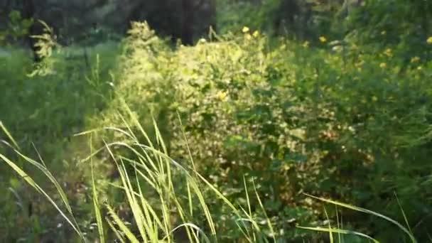 Grüne Grashalme Den Strahlen Des Sonnenuntergangs Hohes Gras Wald Verschwommener — Stockvideo