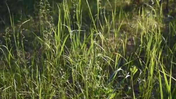 tiges d'herbe verte dans les rayons du coucher du soleil. herbe haute dans la forêt. arrière-plan flou. vidéo nature. forêt dense 