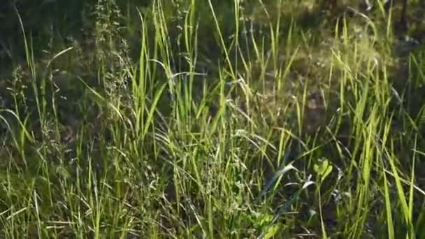 日没の光線に緑の草の茎 森の中の背の高い草 ぼやけた背景 自然のビデオ — ストック動画