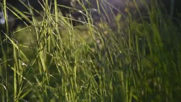 Groene Gras Stengels Stralen Van Zonsondergang Hoog Gras Het Bos — Stockvideo