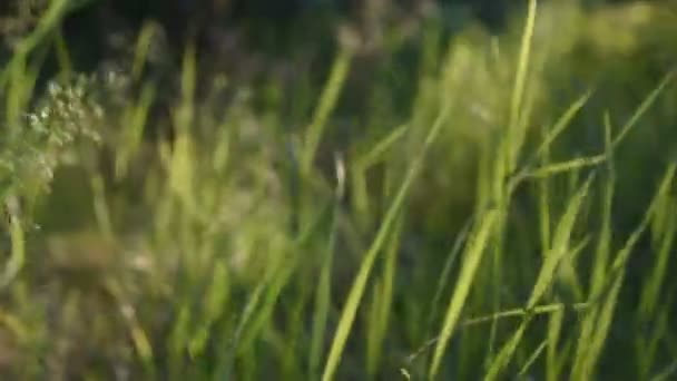 Зеленые Стебли Травы Лучах Заката Высокая Трава Лесу Расплывчатый Фон — стоковое видео