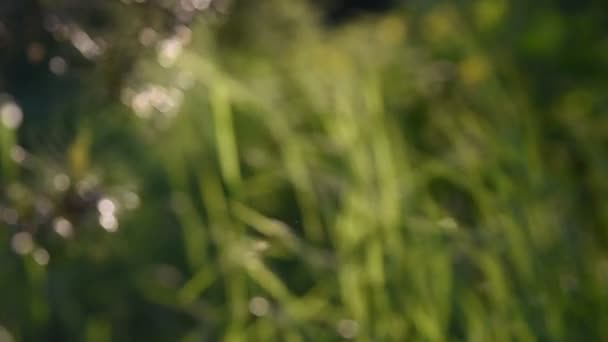 Zelené Travnaté Stonky Paprscích Západu Slunce Vysoké Trávě Lese Rozmazané — Stock video