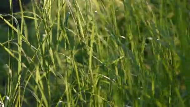 日没の光線に緑の草の茎 森の中の背の高い草 ぼやけた背景 自然のビデオ — ストック動画