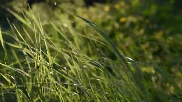 Grüne Grashalme Den Strahlen Des Sonnenuntergangs Hohes Gras Wald Verschwommener — Stockvideo