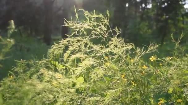 Gün Batımı Işınlarında Yeşil Çim Sapları Ormanda Uzun Boylu Çimenler — Stok video