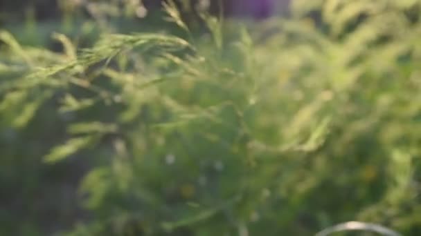 Gün Batımı Işınlarında Yeşil Çim Sapları Ormanda Uzun Boylu Çimenler — Stok video