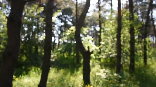 早晨在深森林 野生自然 春季松林 — 图库视频影像