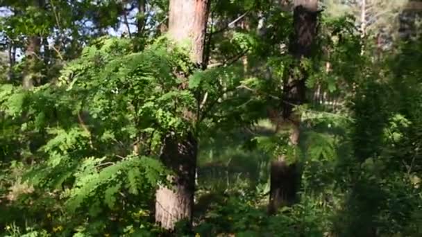 深い森の朝 野生の自然 春の松林 — ストック動画